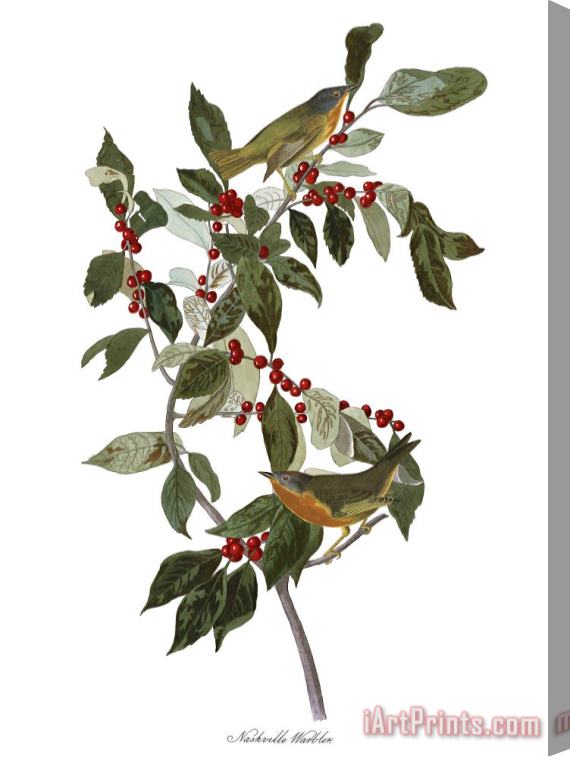 John James Audubon Nashville Warbler Stretched Canvas Print / Canvas Art