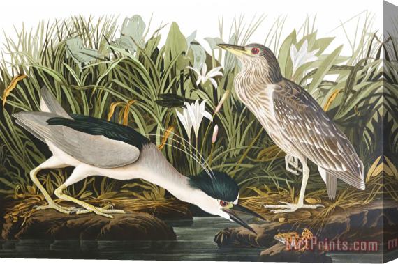 John James Audubon Night Heron, Or Qua Bird Stretched Canvas Print / Canvas Art