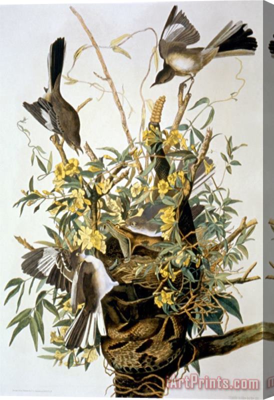 John James Audubon Northern Mockingbird Stretched Canvas Print / Canvas Art