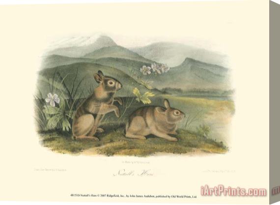 John James Audubon Nuttall's Hare Stretched Canvas Print / Canvas Art