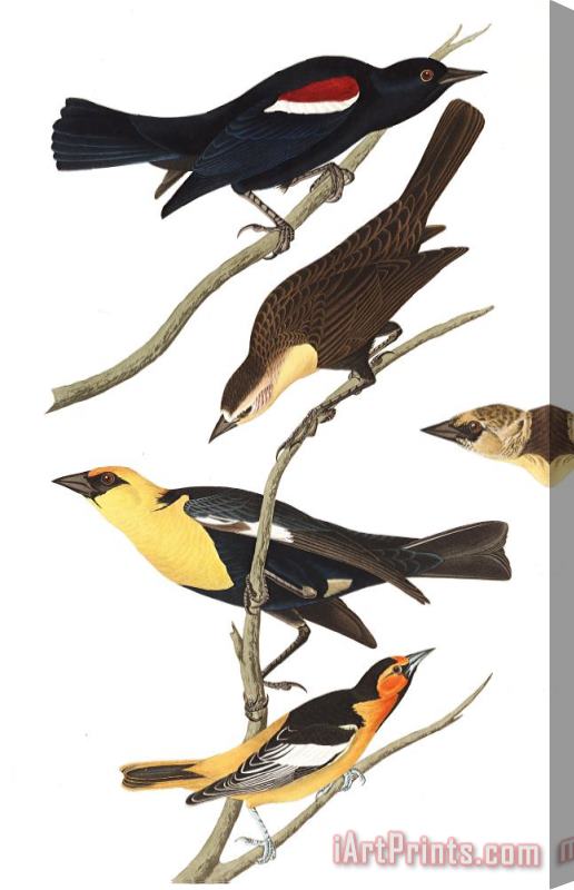 John James Audubon Nuttall's Starling, Yellow Headed Troopial, Bullock's Oriole Stretched Canvas Print / Canvas Art