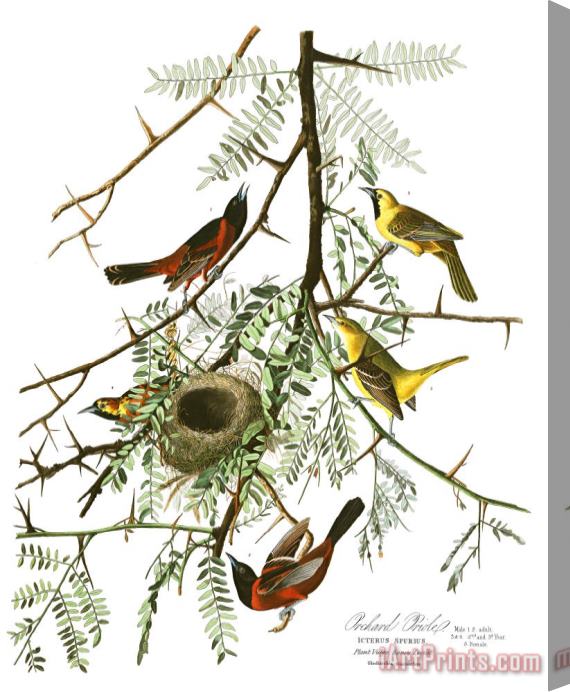 John James Audubon Orchard Oriole Stretched Canvas Print / Canvas Art
