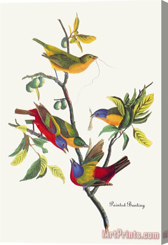 John James Audubon Painted Bunting Stretched Canvas Print / Canvas Art