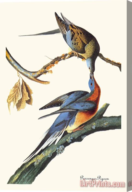 John James Audubon Passenger Pigeon Stretched Canvas Painting / Canvas Art