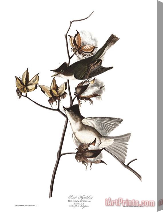 John James Audubon Pewit Flycatcher Stretched Canvas Painting / Canvas Art