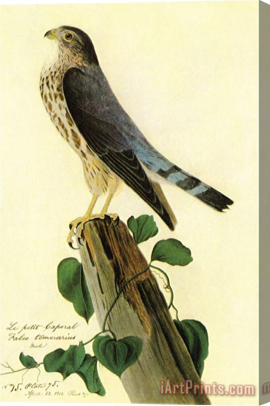 John James Audubon Pigeon Hawk Stretched Canvas Print / Canvas Art