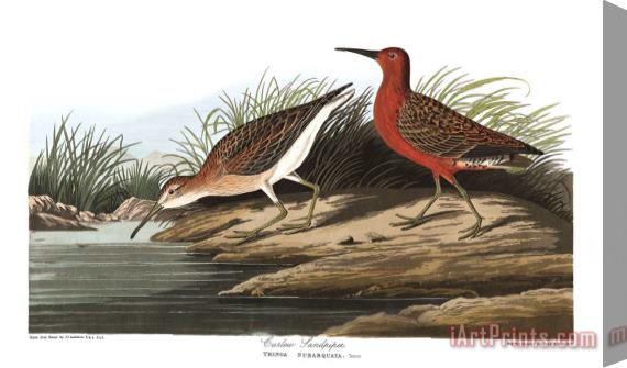 John James Audubon Pigmy Curlew Stretched Canvas Print / Canvas Art