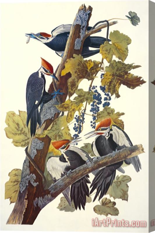 John James Audubon Pileated Woodpecker Stretched Canvas Painting / Canvas Art