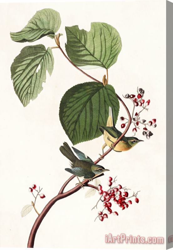 John James Audubon Pine Swamp Warbler Stretched Canvas Print / Canvas Art