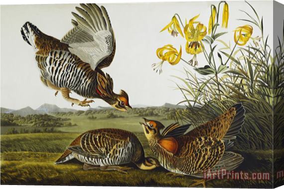 John James Audubon Pinnated Grouse Greater Prairie Chicken Tympanuchus Cupido From The Birds of America Stretched Canvas Painting / Canvas Art