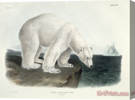 John James Audubon Polar Bear Stretched Canvas Print / Canvas Art