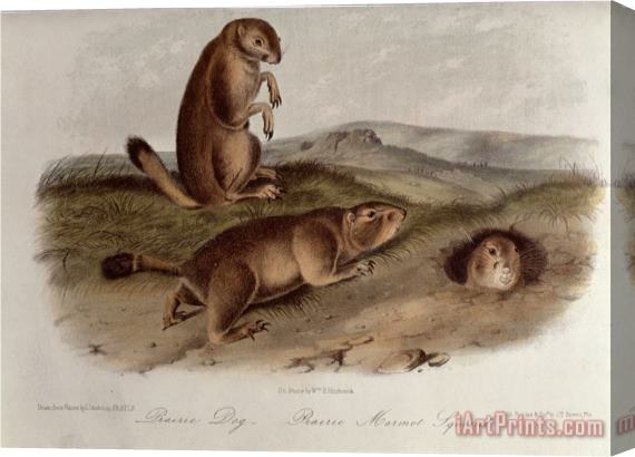 John James Audubon Prairie Dog From Quadrupeds of North America 1842 5 Stretched Canvas Painting / Canvas Art