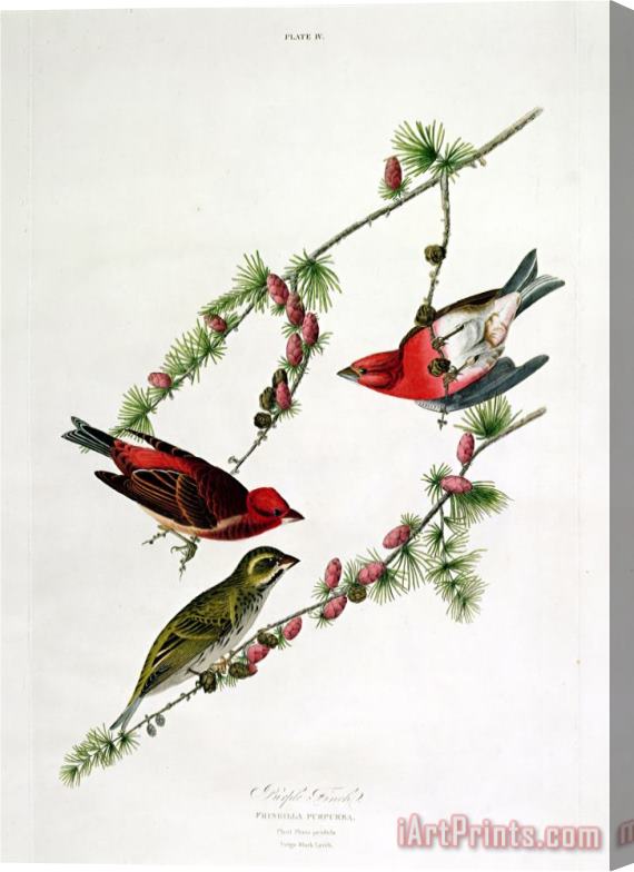 John James Audubon Purple Finch From Birds of America Stretched Canvas Print / Canvas Art