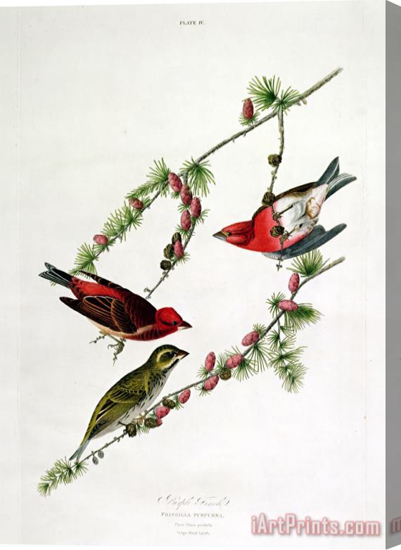 John James Audubon Purple Finch Stretched Canvas Print / Canvas Art