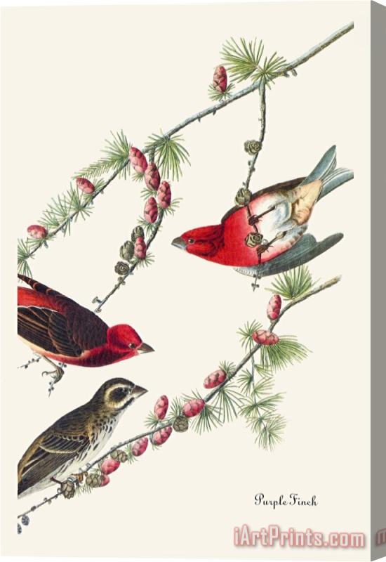 John James Audubon Purple Finch Stretched Canvas Print / Canvas Art