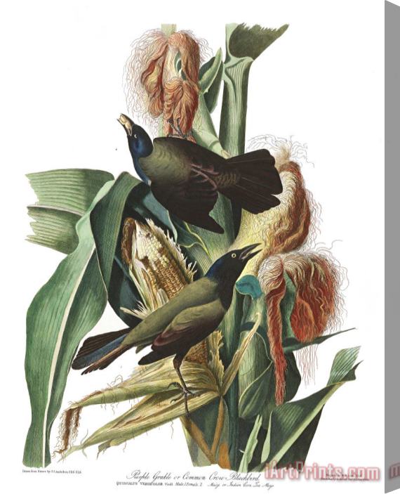 John James Audubon Purple Grakle, Or Common Crow Blackbird Stretched Canvas Painting / Canvas Art