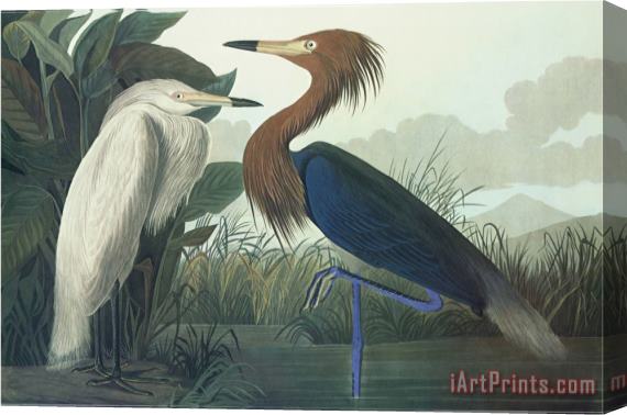 John James Audubon Purple Heron Stretched Canvas Print / Canvas Art