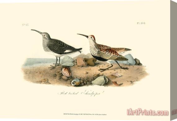 John James Audubon Red Backed Sandpiper Stretched Canvas Painting / Canvas Art
