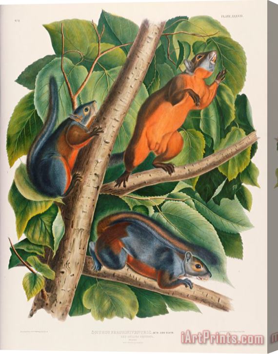 John James Audubon Red Bellied Squirrel Stretched Canvas Painting / Canvas Art