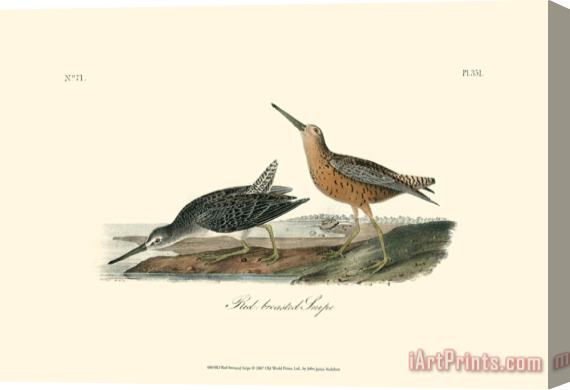 John James Audubon Red Breasted Snipe Stretched Canvas Print / Canvas Art