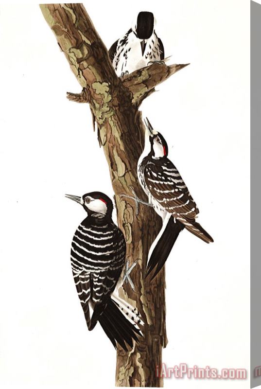 John James Audubon Red Cockaded Woodpecker Stretched Canvas Painting / Canvas Art