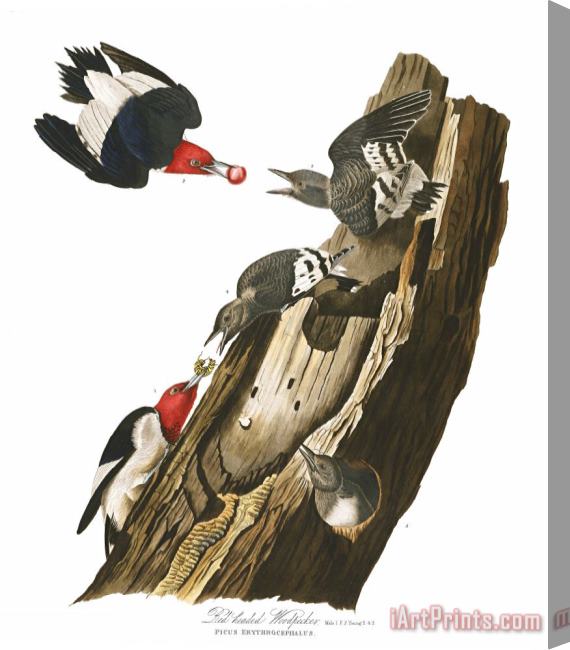 John James Audubon Red Headed Woodpecker Stretched Canvas Painting / Canvas Art