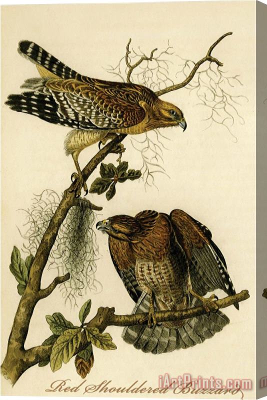 John James Audubon Red Shouldered Buzzard Stretched Canvas Painting / Canvas Art