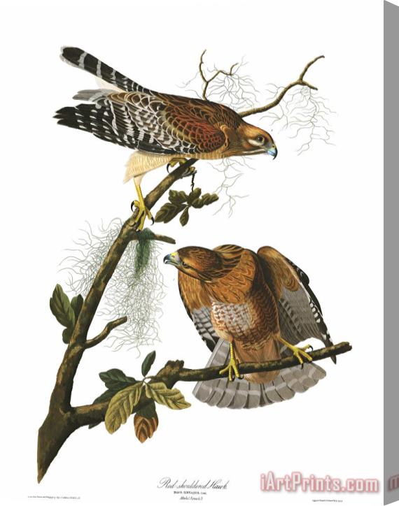 John James Audubon Red Shouldered Hawk Stretched Canvas Painting / Canvas Art
