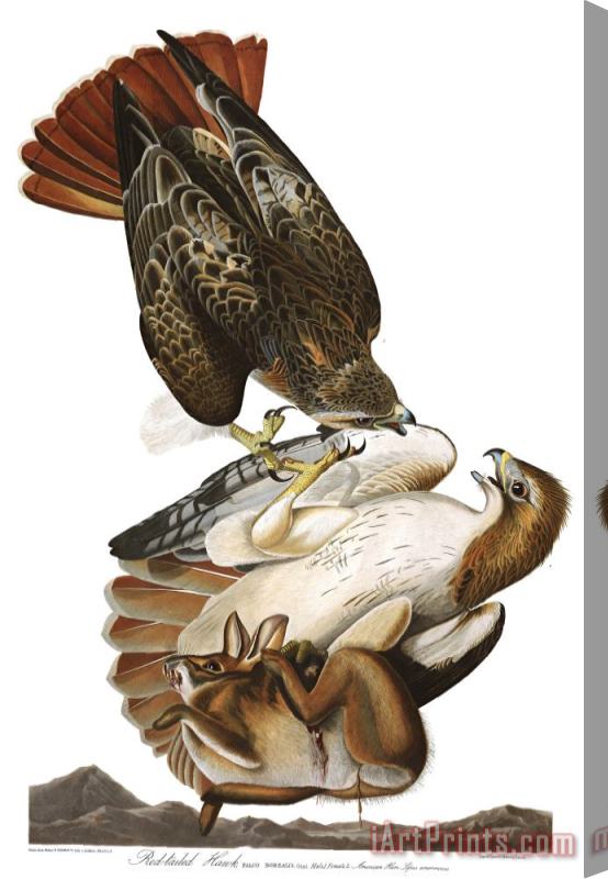 John James Audubon Red Tailed Hawk Stretched Canvas Painting / Canvas Art