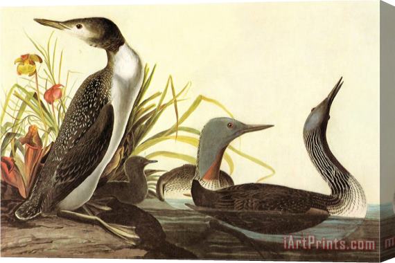 John James Audubon Red Throated Loon Stretched Canvas Print / Canvas Art