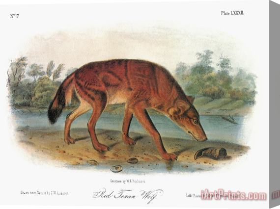 John James Audubon Red Wolf Canis Lupus Stretched Canvas Print / Canvas Art