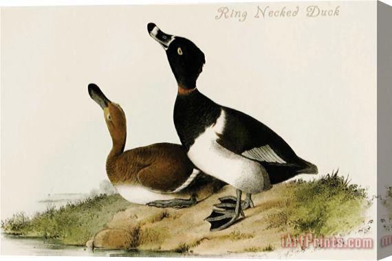John James Audubon Ring Necked Duck Stretched Canvas Print / Canvas Art