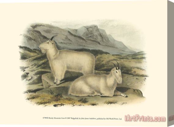 John James Audubon Rocky Mountain Goat Stretched Canvas Print / Canvas Art