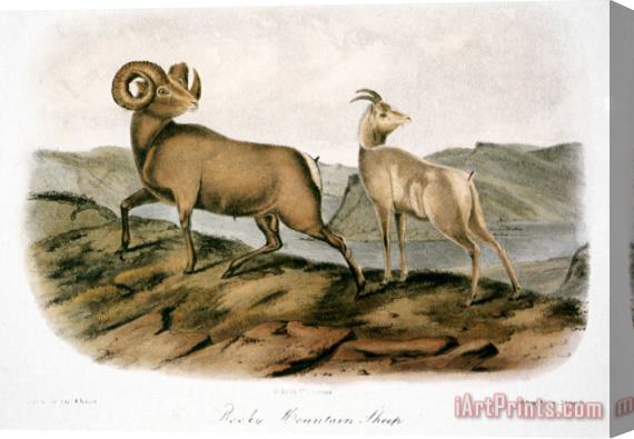 John James Audubon Rocky Mountain Sheep 1846 Stretched Canvas Painting / Canvas Art