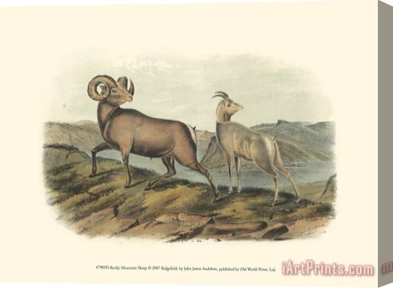 John James Audubon Rocky Mountain Sheep Stretched Canvas Painting / Canvas Art