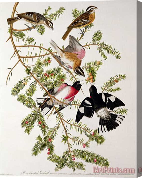 John James Audubon Rose Breasted Grosbeak From Birds of America Stretched Canvas Print / Canvas Art