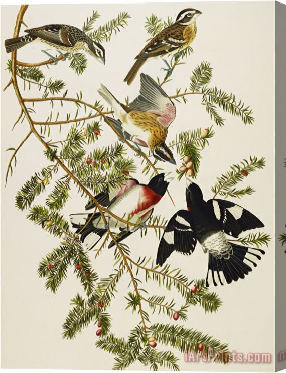 John James Audubon Rose Breasted Grosbeak Pheuticus Ludovicianus Plate Cxxvii From The Birds of America Stretched Canvas Print / Canvas Art