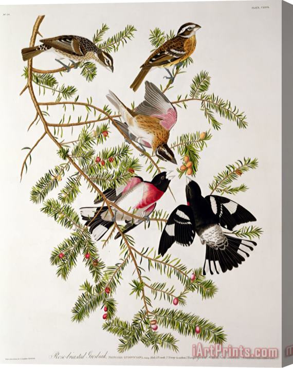 John James Audubon Rose breasted Grosbeak Stretched Canvas Painting / Canvas Art