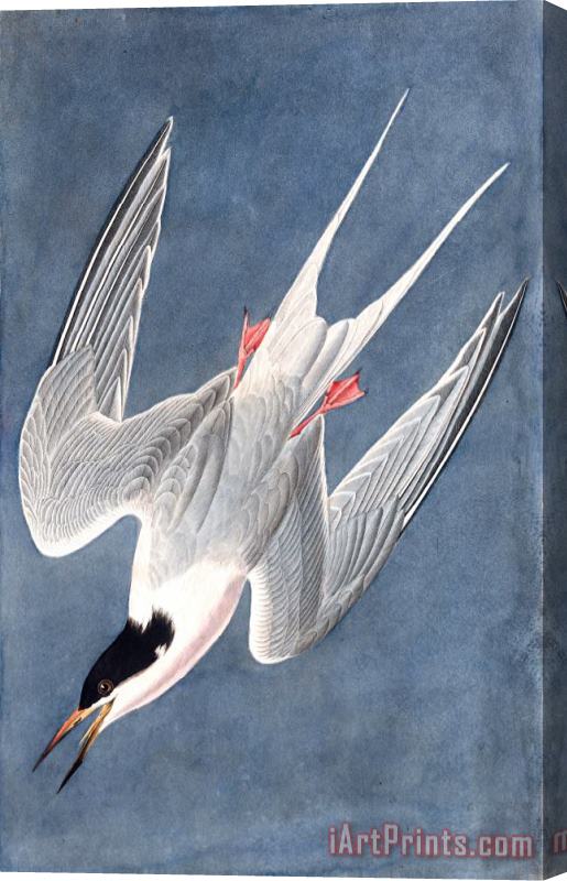 John James Audubon Roseate Tern Stretched Canvas Print / Canvas Art