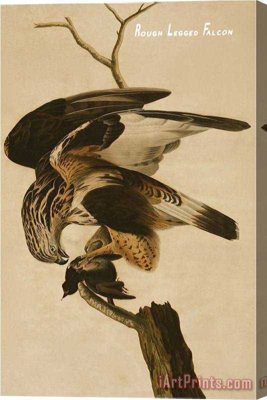 John James Audubon Rough Legged Falcon Stretched Canvas Print / Canvas Art