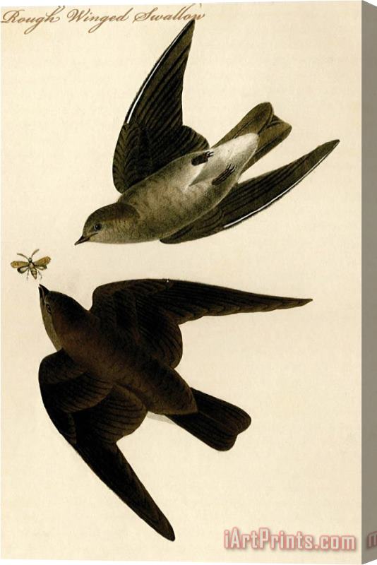 John James Audubon Rough Winged Swallow Stretched Canvas Print / Canvas Art