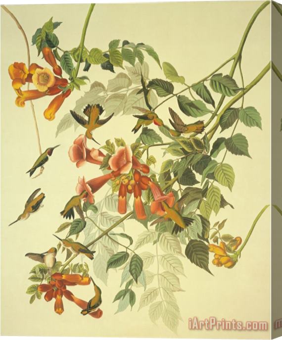 John James Audubon Ruby Throated Hummingbird Stretched Canvas Print / Canvas Art