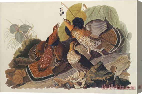 John James Audubon Ruffed Grouse Stretched Canvas Print / Canvas Art