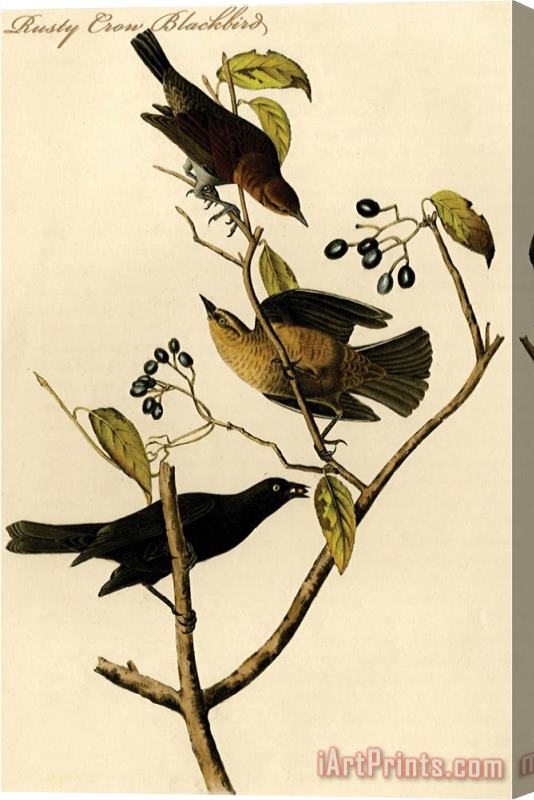 John James Audubon Rusty Crow Blackbird Stretched Canvas Print / Canvas Art