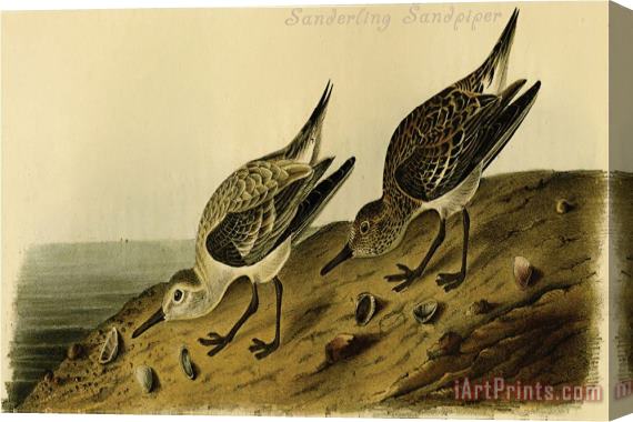 John James Audubon Sanderling Sandpiper Stretched Canvas Painting / Canvas Art