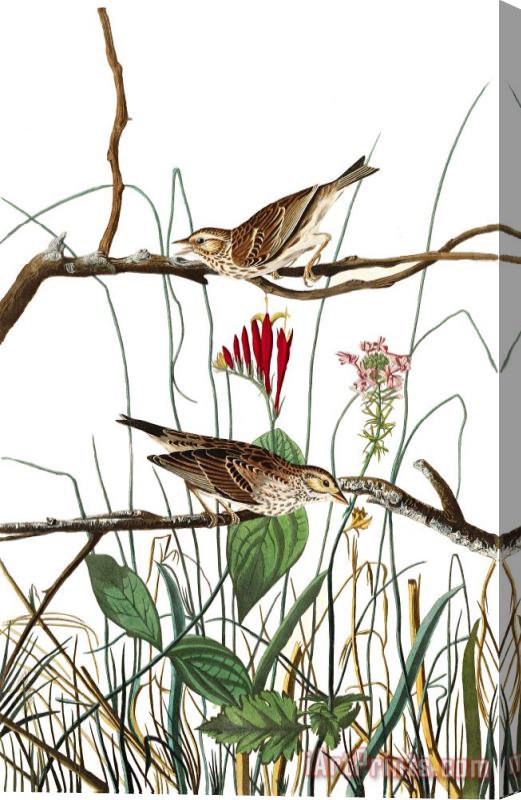 John James Audubon Savannah Finch Stretched Canvas Print / Canvas Art
