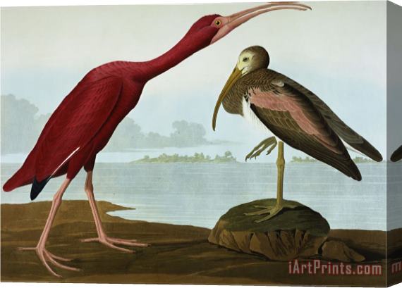 John James Audubon Scarlet Ibis Eudocimus Ruber Plate Cccxcvii From The Birds of America Stretched Canvas Print / Canvas Art