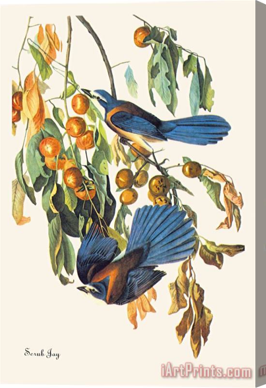 John James Audubon Scrub Jay Stretched Canvas Print / Canvas Art