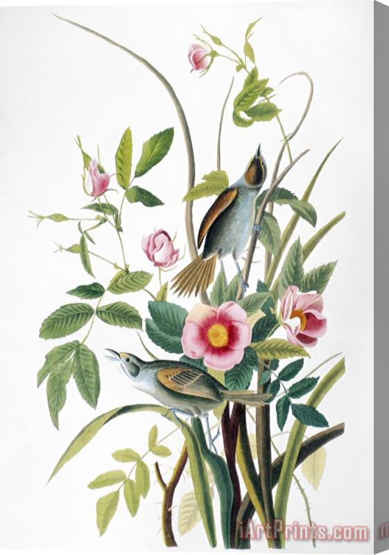 John James Audubon Seaside Sparrow 1858 Stretched Canvas Print / Canvas Art