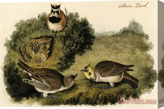 John James Audubon Shore Lark Stretched Canvas Print / Canvas Art